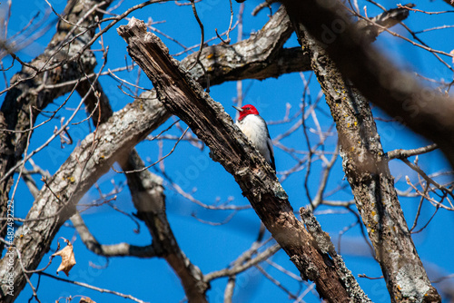 Red-Headed Woodpecker Looking For Food © Green Heron Photo