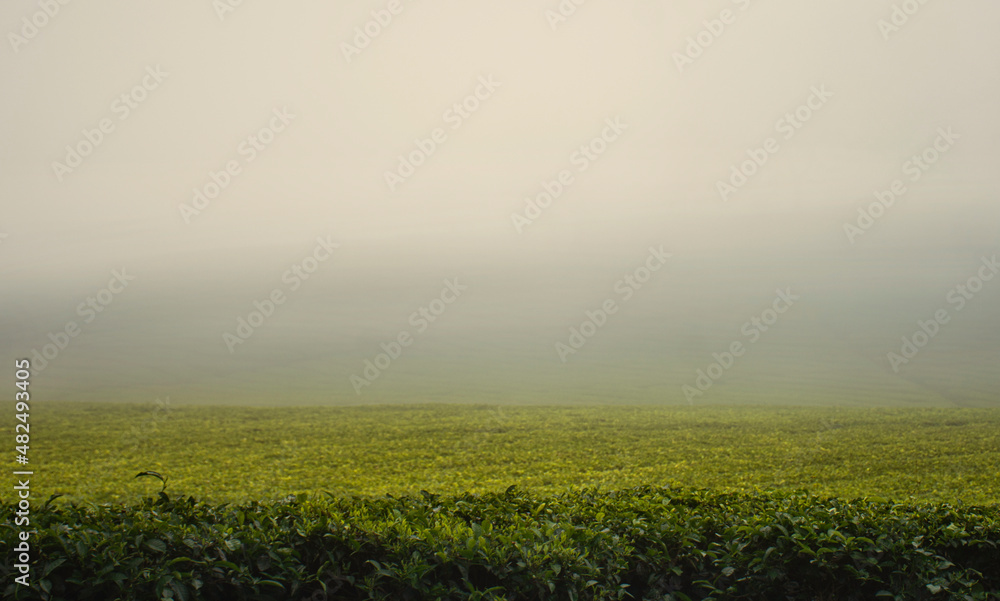 field with fog