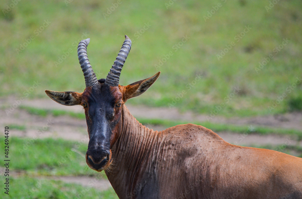 Common tsessebe, topi looking in the camera, Masai Mara, Kenya, AFrica Common tsessebe, topi looking in the camera, Masai Mara, Kenya, AFrica