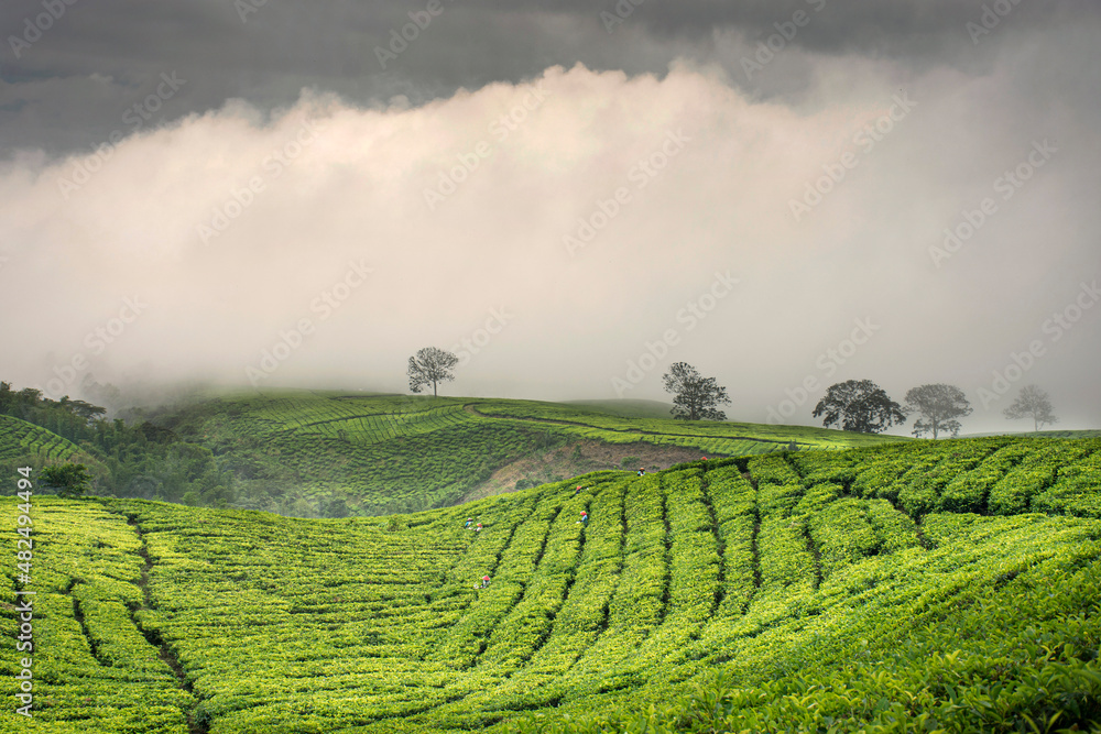 beautiful foggy day at the tea farm beautiful foggy day at the tea farm