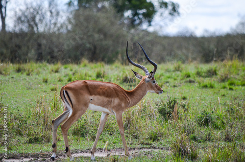 Impala antelope in the savannah  Masai Mara  Kenya  Africa