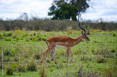Impala antelope in the savannah, Masai Mara, Kenya, Africa © Agnieszka
