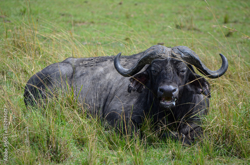 Black buffalo lying in the savannah  Kenya  Africa