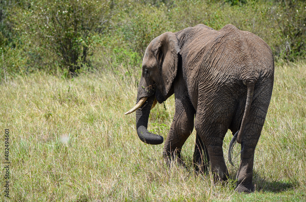 Fototapeta premium Walking elephant seen from behind, Masai Mara, Kenya, Africa