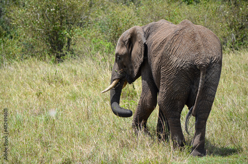 Walking elephant seen from behind  Masai Mara  Kenya  Africa