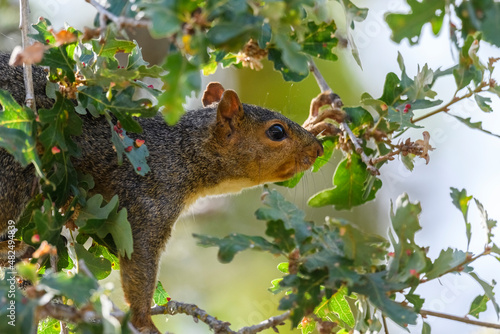 Naklejka western gray squirrel 