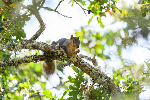 Tapety artystyczne western gray squirrel 