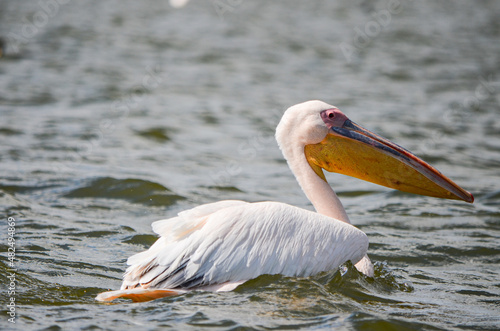 Pelican swimming on the lake