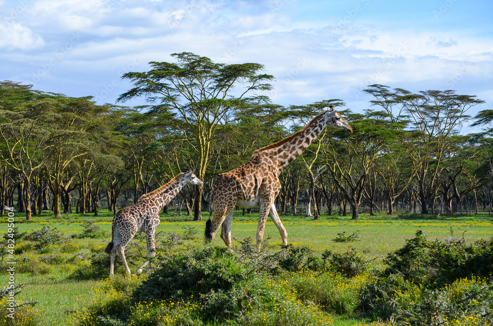 Fototapeta premium Little giraffe drinking mother's milk
