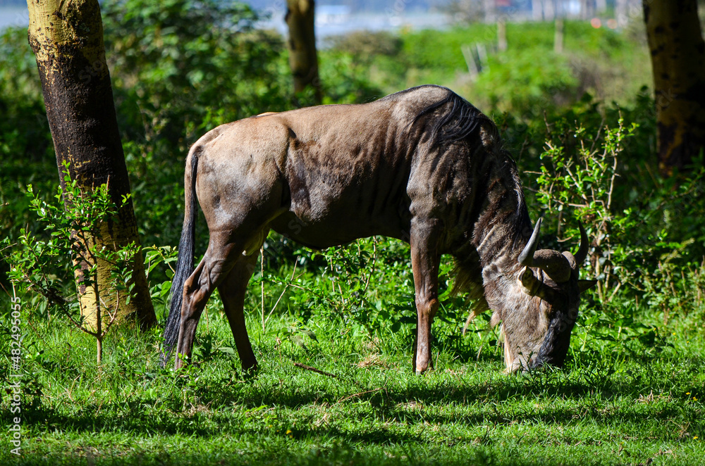 Wildebeest grazing in Naivasha Park Kenya Africa Wildebeest grazing in Naivasha Park Kenya Africa