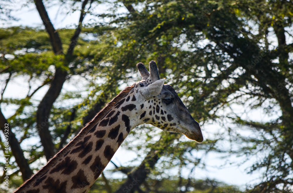Giraffe among tree branches, Naivasha Parka, Africa Giraffe among tree branches, Naivasha Parka, Africa