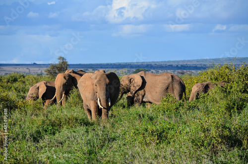 A herd of elephants in the savannah © Agnieszka