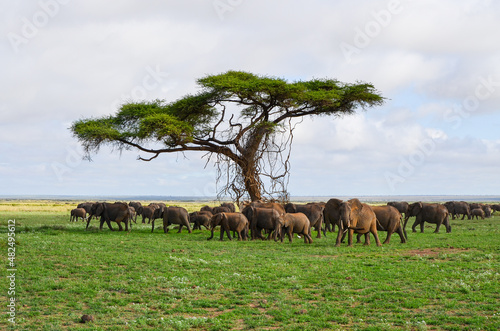 A herd of elephants in the savannah