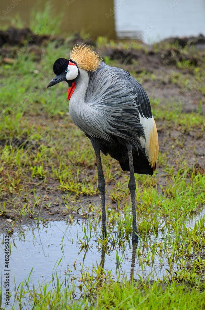 Obraz premium Grey crowned crane