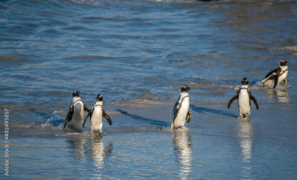 Naklejka premium African penguins walk out of the ocean to the sandy beach. African penguin also known as the jackass penguin, black-footed penguin. Scientific name: Spheniscus demersus. South Africa