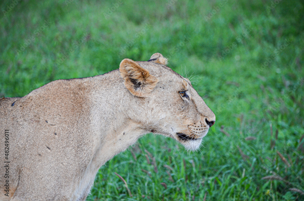 Obraz premium lioness after eat looking ahead, Tsavo East, Kenya, africa