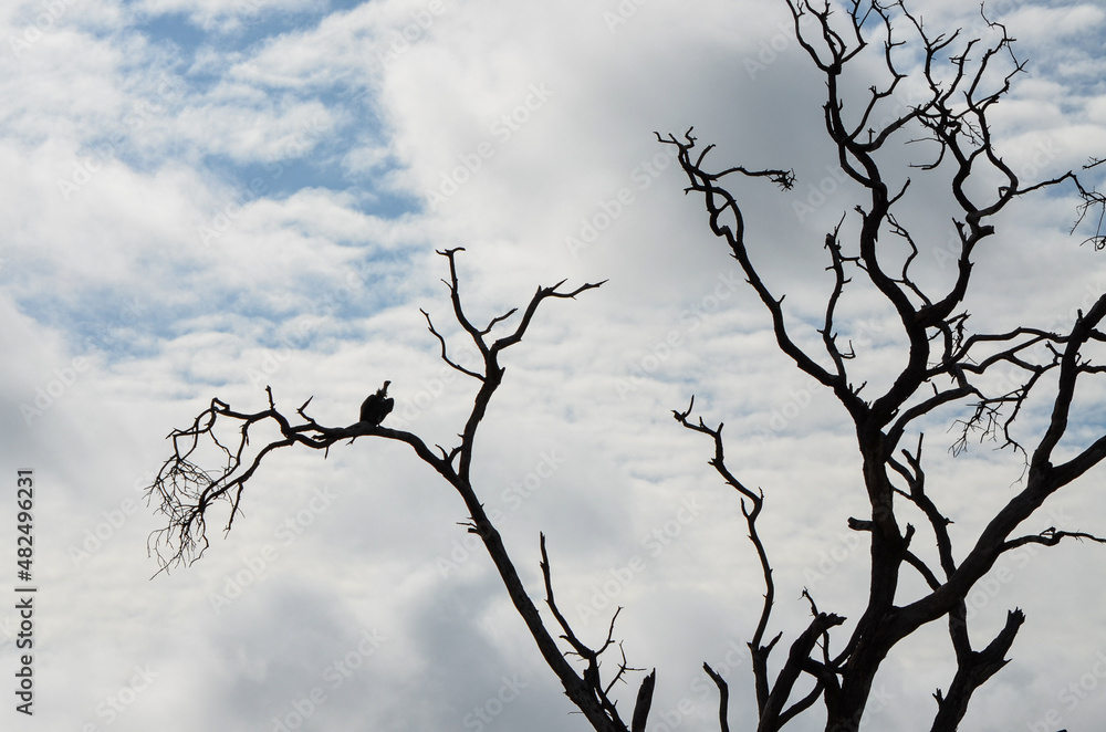 Fototapeta premium Vulture on a dry branch against the backdrop of the blue sky in the savannah, Kenya, Africa