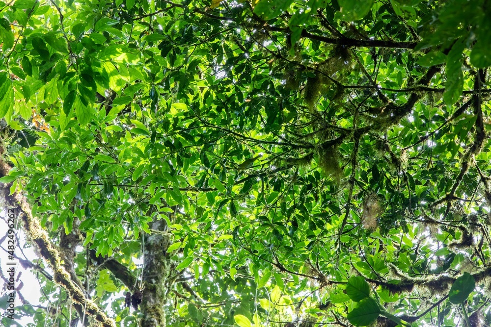 Fototapeta premium Green forest landscape in Monteverde, Costa Rica.