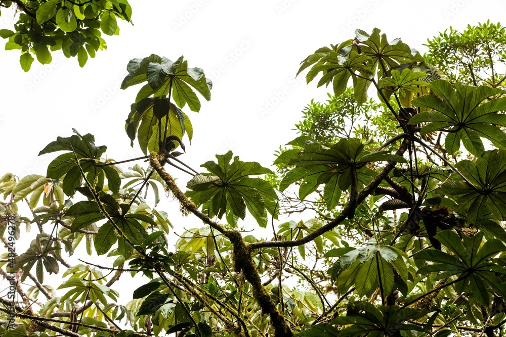Obraz premium Misty landscape in Monteverde, CostaRica