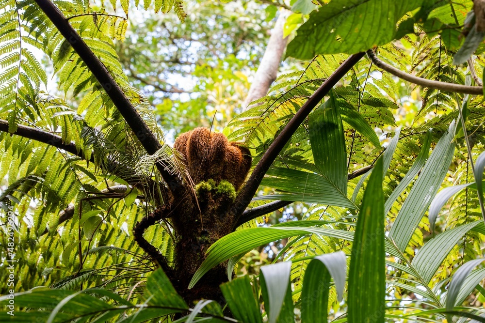 Fototapeta premium Misty landscape in Monteverde, CostaRica