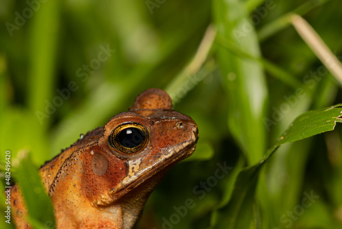 Frog in the Grass