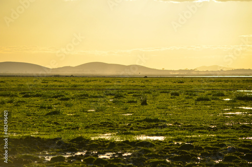 Sunset  Lake Amboseli marshes  Kenya  Africa