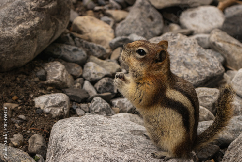 Hungry Squirrel 