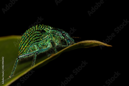 Green Beetle