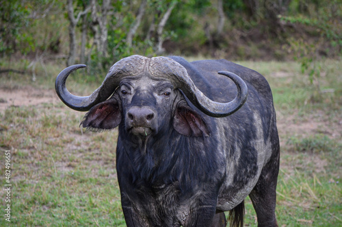 Black buffalo in the savannah  Kenya  Africa