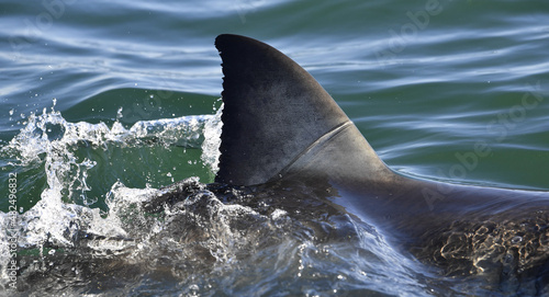 Shark back and dorsal fin above water.   Fin of great white shark, Carcharodon carcharias,  South Africa, Atlantic Ocean
