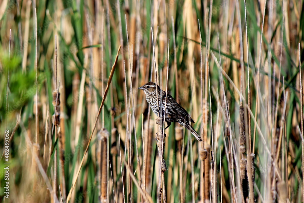 Bird on cattails in wetland Bird on cattails in wetland