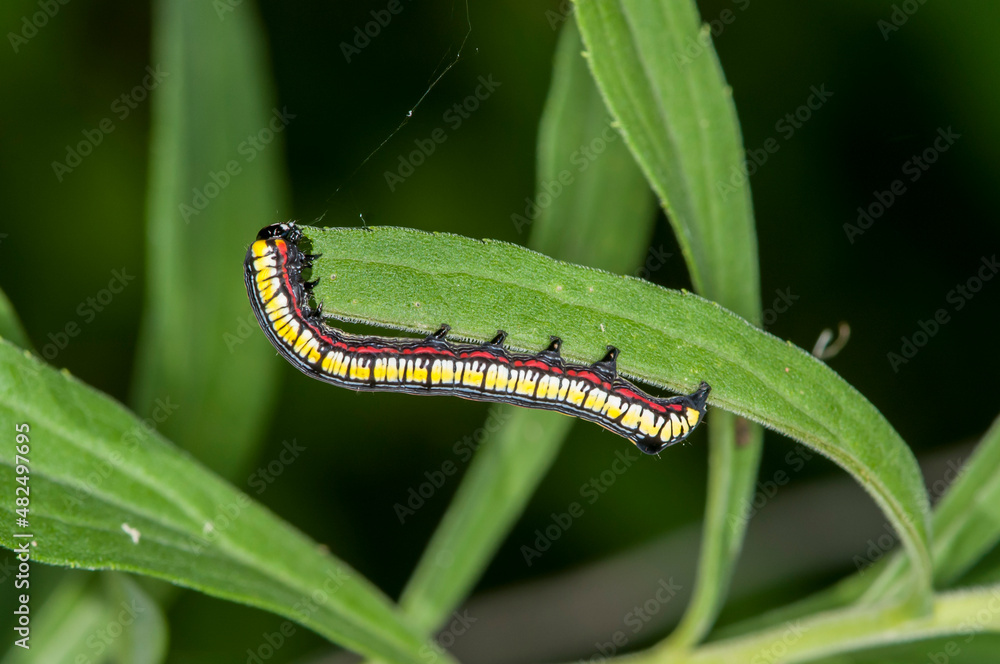 Brown-hooded owlet caterpillar on green plant leaf