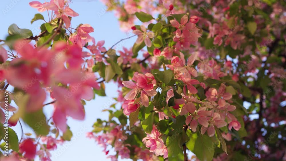 Beautiful sakura view with charming blue sunrise sky. Tranquil floral view. Beautiful sakura view with charming blue sunrise sky. Tranquil floral view.