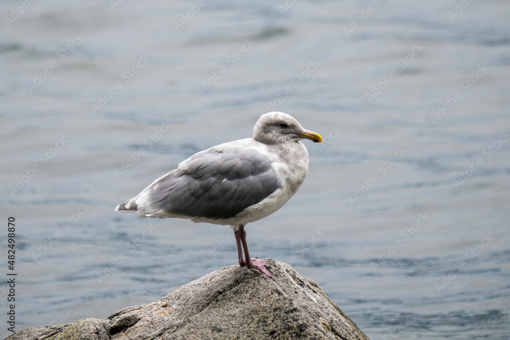 Glaucous-winged Gull standing on a rock in Canada Glaucous-winged Gull standing on a rock in Canada