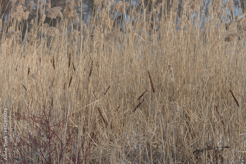 solitary cattails in winter