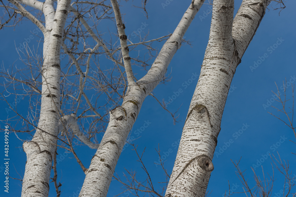 Fototapeta premium winter landscape with poplar trees on blue sky