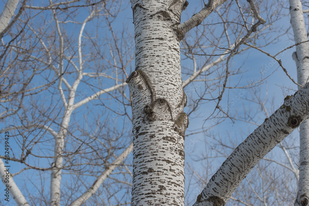 close up of a bare poplar tree and blue sky close up of a bare poplar tree and blue sky