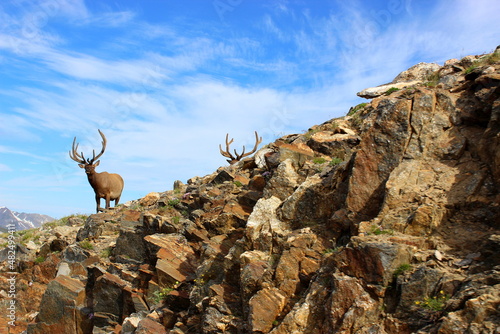 Elk on a mountainside in Colorado