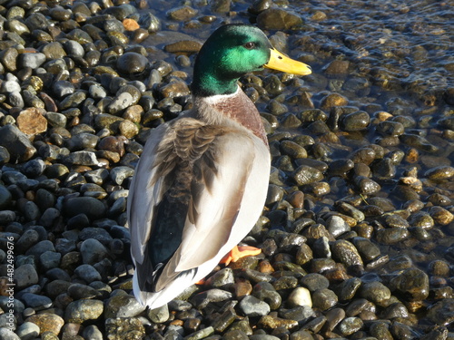 Beautiful green mallard duck on tumbled rock shore, looking over shoulder at photographer