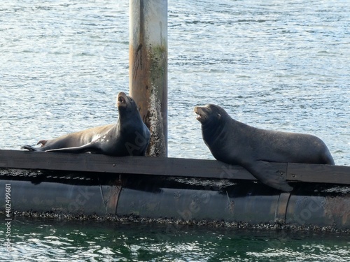 California sea lions barking while lounging on a plastic floating dock