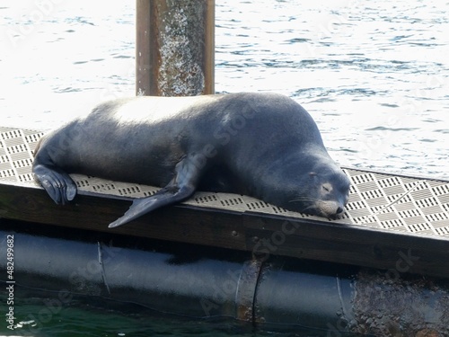 Exhausted or sleepy large male California sea lion on dock