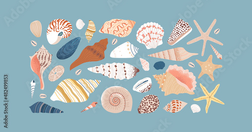 Set of diverse sea shell, aquatic life animals in flat cartoon style. Isolated marine seashell, star fish and more exotic wildlife. Summer vacation collection, tropical beach shells. © Dedraw Studio