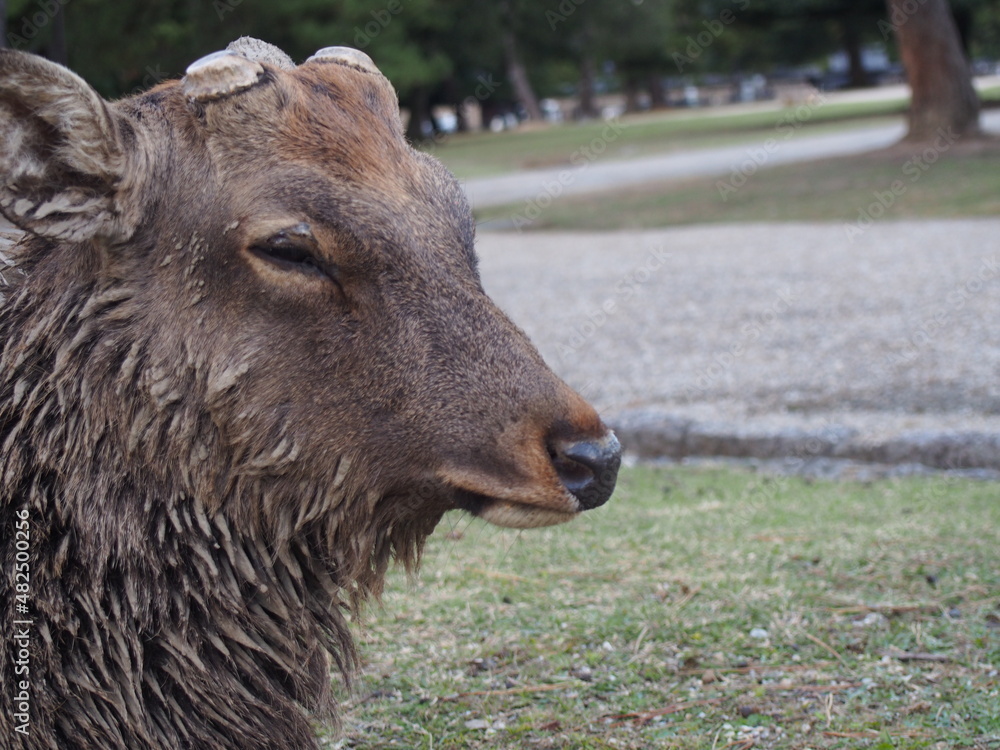 Fototapeta premium シカ