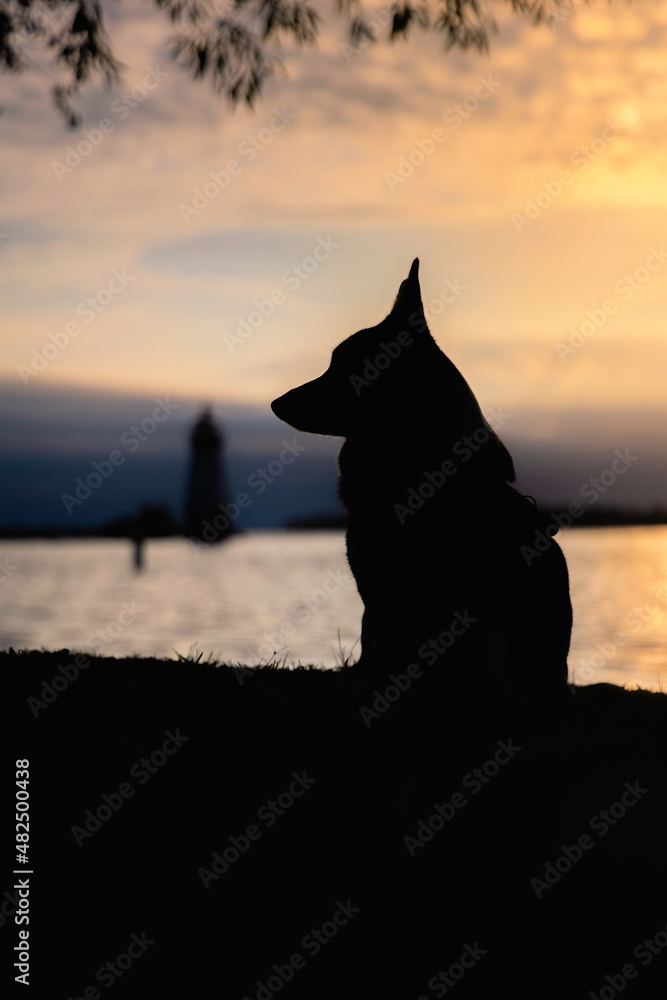 Φωτογραφία Silhouette of a Pembroke Welsh Corgi at sunrise with water and a lighthouse in t