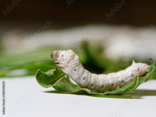 Close up of Silkworm preparing to molt.