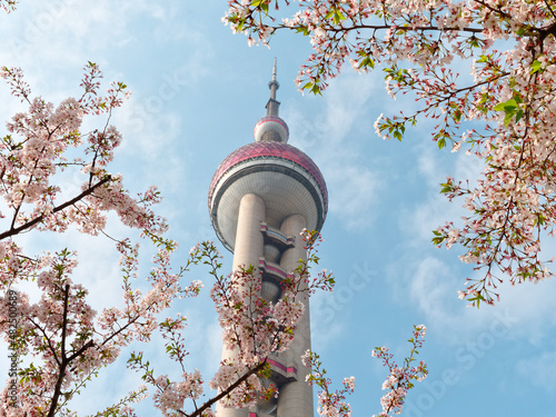 Beautiful white cherry blossoms with white clouds, blue sky and Shanghai landmark background.