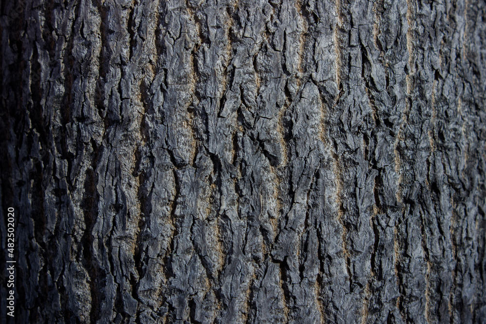 tree bark background. old tree. nice background. tree bark background. old tree. nice background.