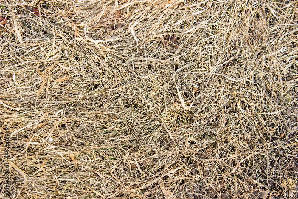 background with dry grass. pattern from old grass. top view, flat lay, background with blank space for text