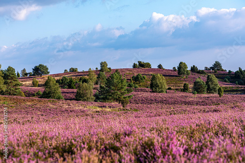 Heideblüte Lüneburger Heide