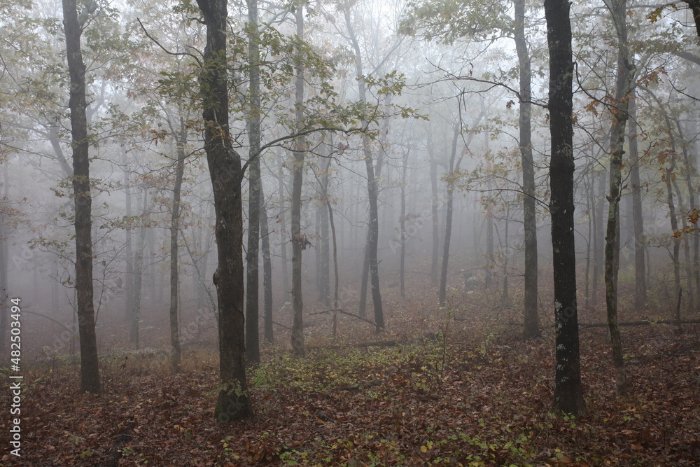 Fog in the Forest 6